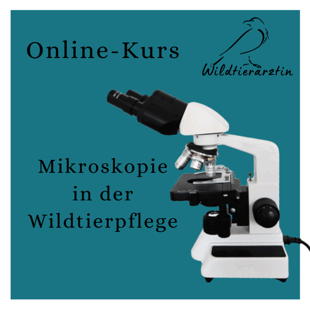 Kursvorschaubild