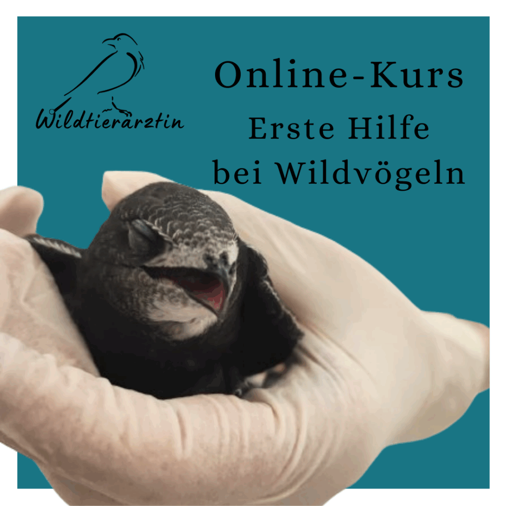 Kursvorschaubild