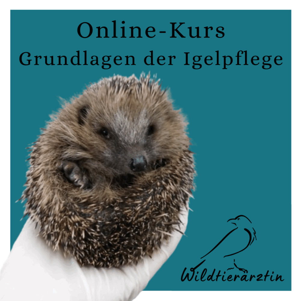 Kursvorschaubild