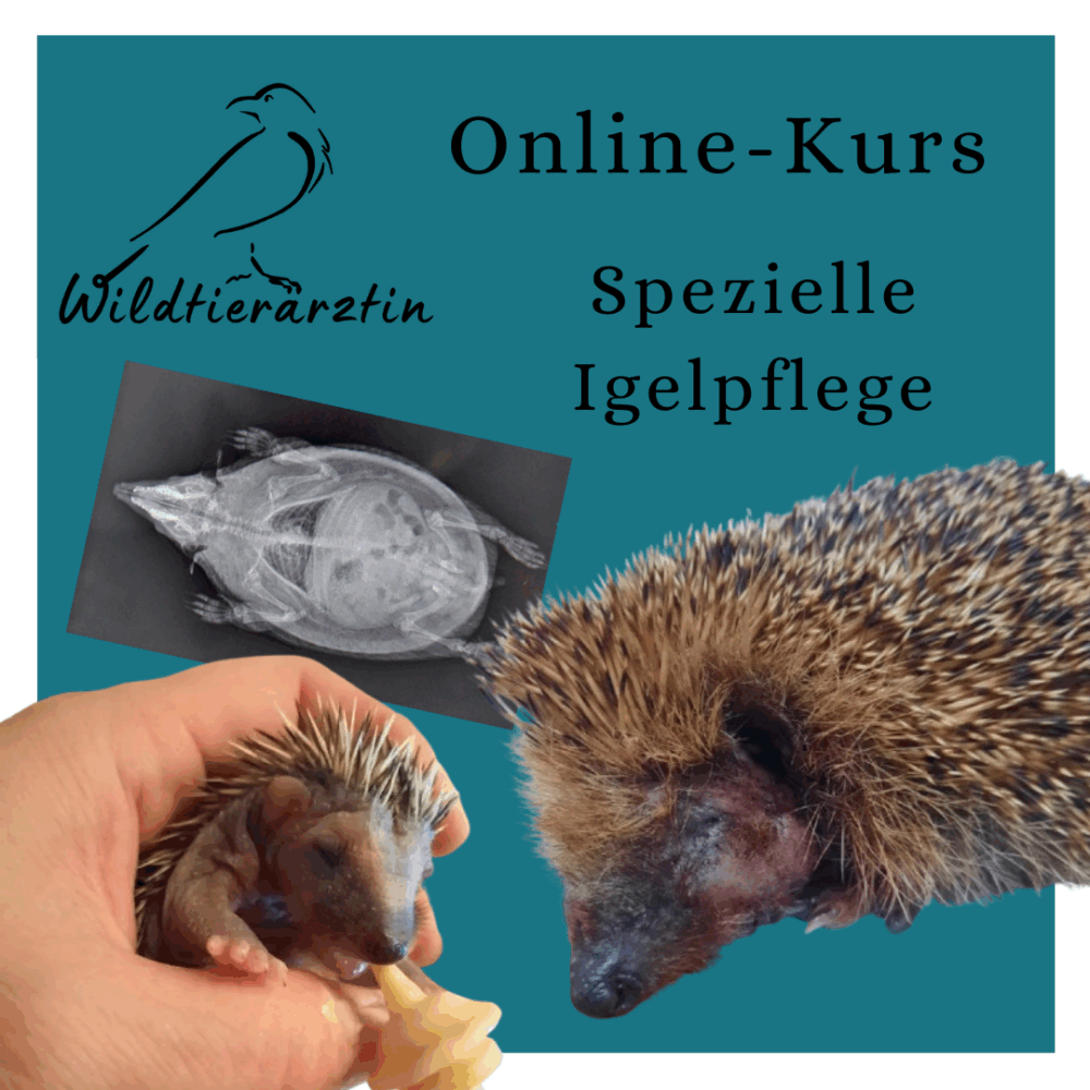 Kursvorschaubild