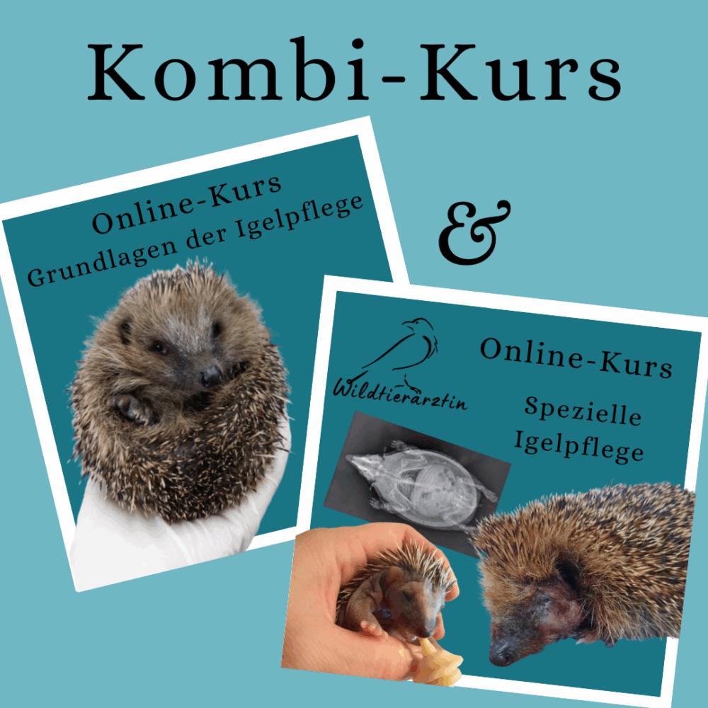 Kursvorschaubild